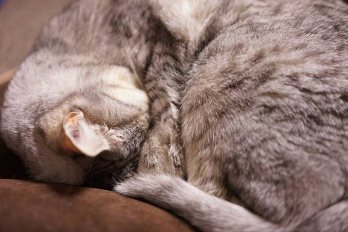 猫好きなら知っておきたい『ネットスラング』14選　SNSで定番の猫用語をご紹介