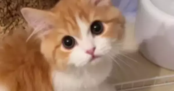 猫にごはんをあげようと近づいたら…とんでもなくかわいい『おねだり』に悶絶！56万再生の反響「天使っていたんだ」「たまらんすぎる」