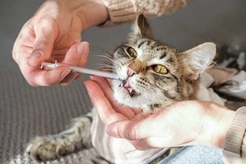 猫の老後に備えて知っておきたい『施設・サービス』4選　利用方法や費用、選ぶときのポイントまで