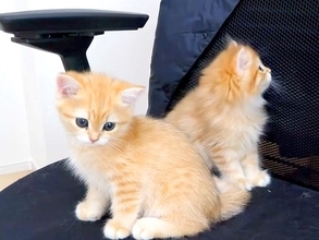 作業スペースにやってきた子猫たち→オフィスチェアによじ登り…悶絶級に『尊い光景』に「夢中で探検を楽しんでる」「本当に愛らしい」の声