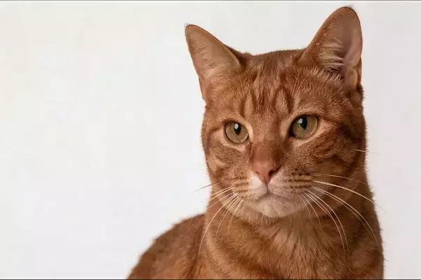 猫の『目の様子』からわかる3つの心理　変化する理由や気持ちを見分けるポイント