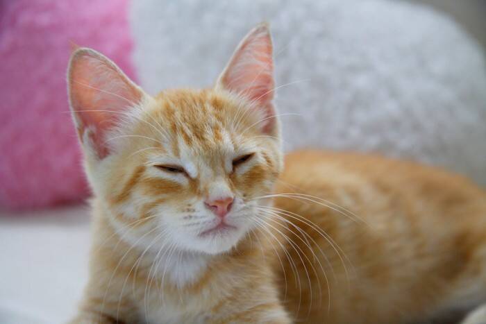 猫の『目の様子』からわかる3つの心理　変化する理由や気持ちを見分けるポイント