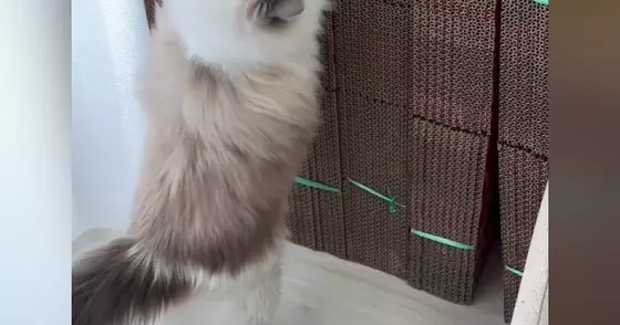 猫が引っ越し用の『大量のダンボール』を見た結果…笑ってしまう光景に１万いいね「うっきうきｗ」「やっぱり新品よねｗ」と話題