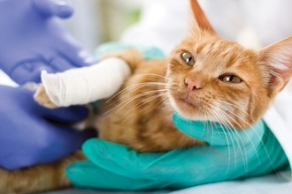 飼い猫が10階から転落！　重傷を負うも奇跡的に生存し、慈善団体が治療を開始　米国