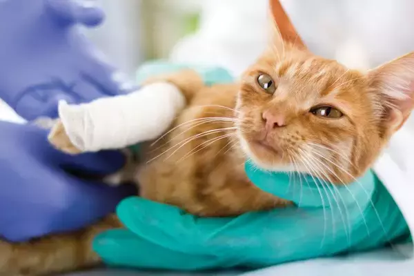 飼い猫が10階から転落！　重傷を負うも奇跡的に生存し、慈善団体が治療を開始　米国