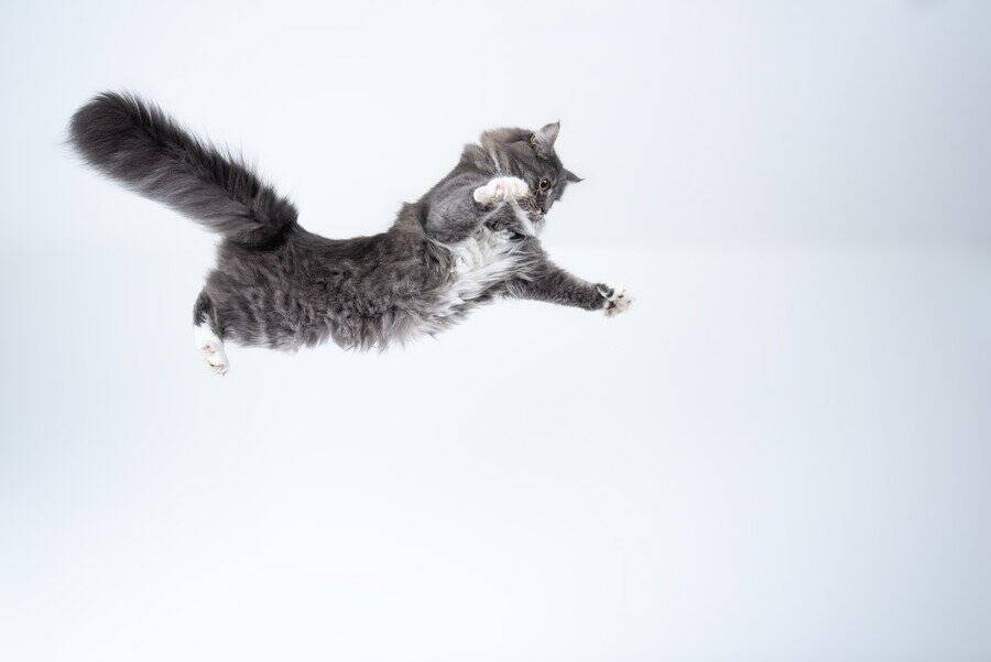 飼い猫が10階から転落！　重傷を負うも奇跡的に生存し、慈善団体が治療を開始　米国