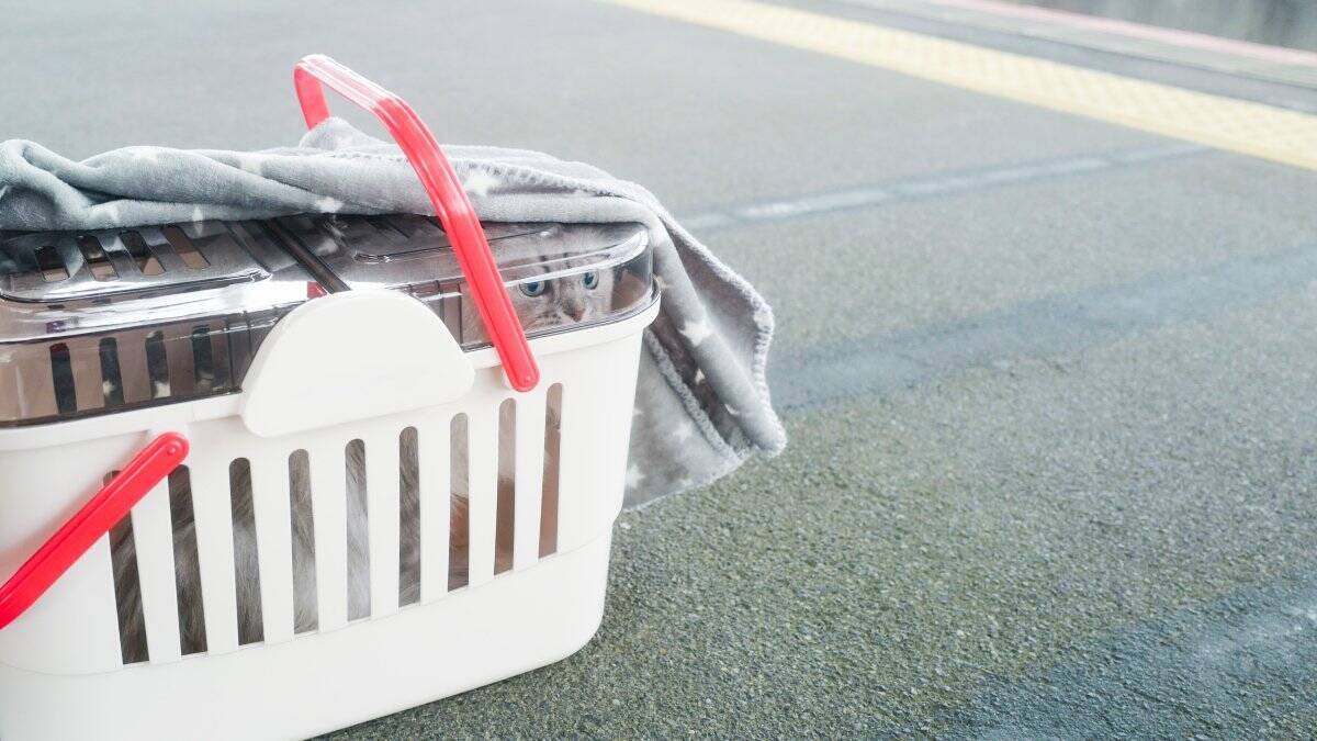 『神経質な猫』に共通しやすい4つの特徴　繊細になるワケや配慮すべきことまで