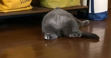 すごい姿勢で寝ていた猫→飼い主さんに『名前を呼ばれる』と……「めちゃくちゃ可愛い」「寝方がもう完璧ｗ」と微笑ましすぎる瞬間が18万再生