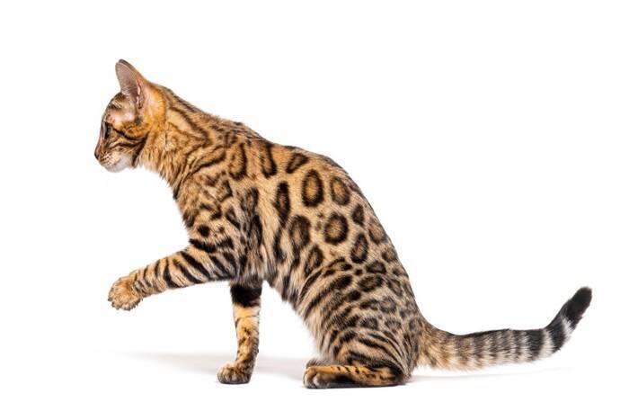 猫がトイレ以外に『砂をかける仕草』をする理由4つ　実は意外な本音が隠れている？