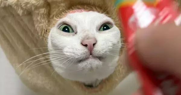おやつを見せると『ハンモックの穴から顔を出した猫』→舌を出して…まさかの『表情』に９万いいねの大反響「妖怪ｗｗ」「絞りだされてるｗ」