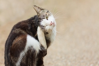 猫の『抜け毛』がたまりやすい5つの場所　掃除をラクにするアイテムもご紹介