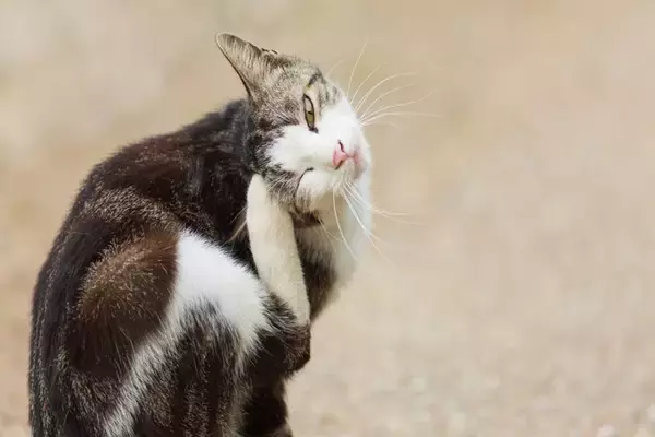 猫の『抜け毛』がたまりやすい5つの場所　掃除をラクにするアイテムもご紹介