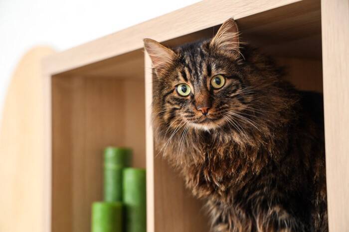 猫の『抜け毛』がたまりやすい5つの場所　掃除をラクにするアイテムもご紹介