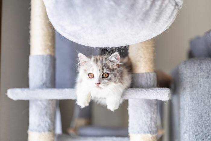 猫の『抜け毛』がたまりやすい5つの場所　掃除をラクにするアイテムもご紹介