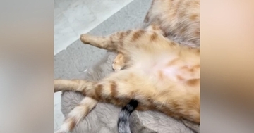 仲良く寝ていた３匹の猫→『真ん中の子』を見たら…笑わずにはいられない『とんでもない体勢』に「猫背が矯正されそうｗ」「見事な芸術」の声