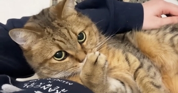 周りをウロウロとしていた猫→ママに捕まると、『ぬいぐるみ』のようになって…可愛すぎるやり取りが９万再生「赤ちゃんみたいｗ」「平和な世界」