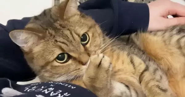 周りをウロウロとしていた猫→ママに捕まると、『ぬいぐるみ』のようになって…可愛すぎるやり取りが９万再生「赤ちゃんみたいｗ」「平和な世界」