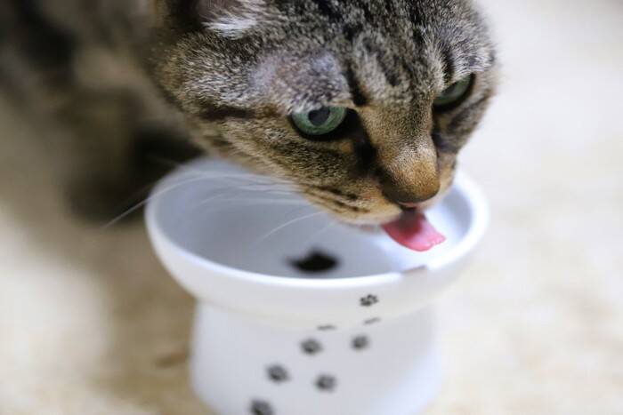 猫が『食欲不振』のときに疑うべき原因3つ　注意すべきケースや改善策まで解説