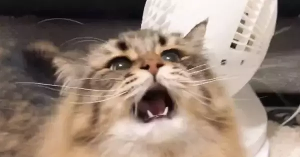 猫じゃらしに夢中になっている猫→捕まえようと大きく口を開けた瞬間…迫力ありすぎる『表情』に５万いいね「可愛すぎるわ」「アニメみたい」