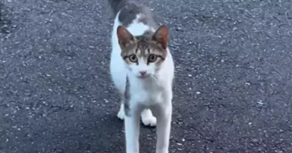 小さくて痩せている野良猫との出会い→『お腹だけが大きい』ことに気付いて…涙あふれるエピソードが47万再生「とても素敵」「感動で泣いた」
