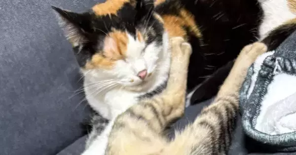 新居にきて1日目は『ビクビクしていた猫たち』→2日目になると…順応力が高すぎる光景に1万いいね「前世人ではｗ」「めっちゃかわいい」
