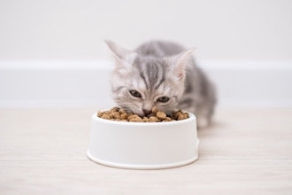 猫が『食事中に鳴きだす』4つの心理　満足している証拠？おしゃべりする理由とは