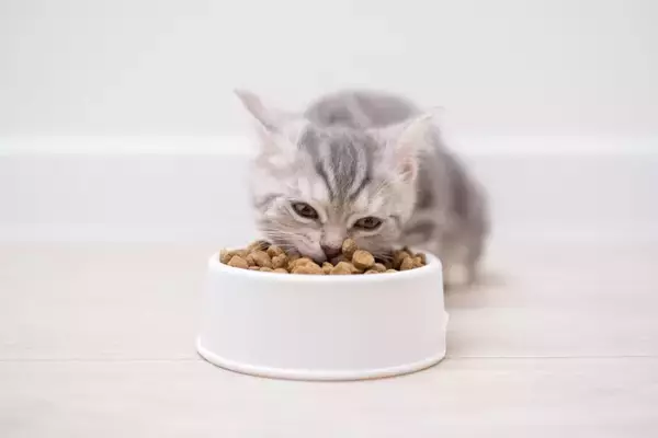 猫が『食事中に鳴きだす』4つの心理　満足している証拠？おしゃべりする理由とは