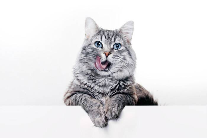 猫が『食事中に鳴きだす』4つの心理　満足している証拠？おしゃべりする理由とは