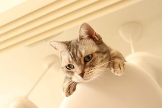 『炊飯器に乗りたがる猫』にやめてもらうための5つのアイデア　起こり得るトラブルもご紹介