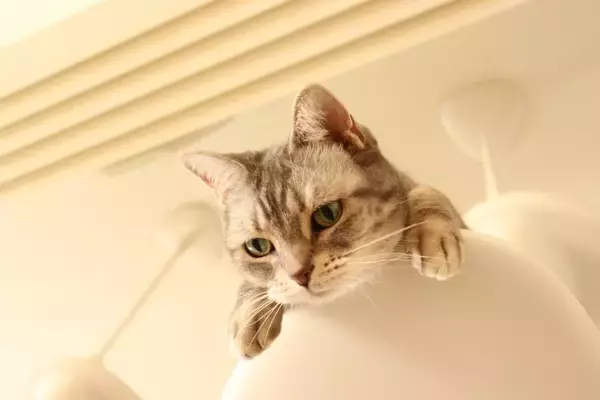 『炊飯器に乗りたがる猫』にやめてもらうための5つのアイデア　起こり得るトラブルもご紹介