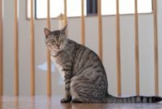 『サバトラ猫』の魅力あふれる特徴3選　性格の傾向から飼い方のコツまで解説