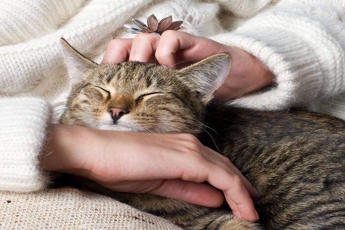 猫が飼い主を『こっそり待ち伏せ』しているときの心理4つ　行動の意味から応え方のコツまで