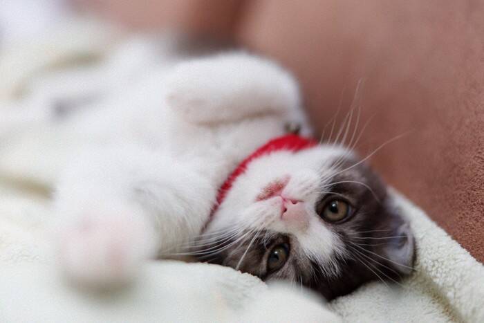 猫が飼い主を『こっそり待ち伏せ』しているときの心理4つ　行動の意味から応え方のコツまで