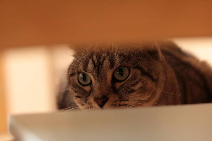 猫が飼い主を『こっそり待ち伏せ』しているときの心理4つ　行動の意味から応え方のコツまで