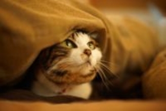 猫にとって『隠れやすい』室内スポット5選　好みがちな理由やトラブルに対する注意点まで