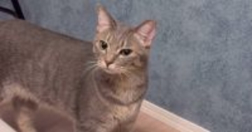 なんとも言えない顔でベッドを見つめていた猫→『視線の先』には…思わず爆笑の『まさかの光景』が34万再生「結構引いてるｗ」「本当に嫌そうｗ」