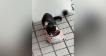 『玄関に現れた空腹の子猫』→ごはんをあげてみたら…まさかの反応と『猛烈アピール』が10万再生「積極的で可愛い」「素敵な話で感動した」