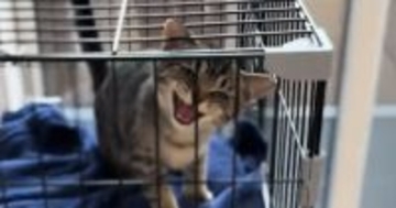 生まれて初めてのお留守番で『文句が止まらなくなった子猫』…想像以上の光景に「あまりにも可愛すぎる」「めっちゃ訴えてるｗ」と58万再生