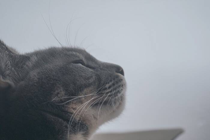 猫が『最期を迎える直前』に飼い主に伝えたいこと5つ　愛猫が贈るあなたへの思いとは