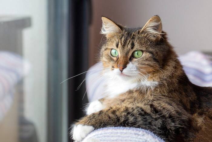 端正な見た目を持つ『かっこいい猫種』5選　それぞれの特徴や魅力もご紹介