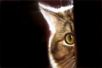 猫が夜中に『大運動会』を始める3つの理由　ドタバタ騒ぐ心理や困ったときの対処法