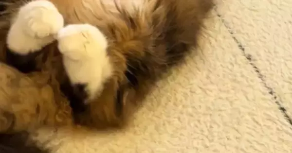 振り返ったら、『愛猫』が……まるでラッコのような『あざとすぎる体勢』に「お腹にダイブしたいｗ」「早く貝殻あげてーｗ」と悶絶の声続出