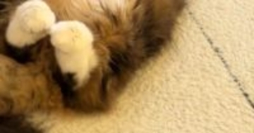 振り返ったら、『愛猫』が……まるでラッコのような『あざとすぎる体勢』に「お腹にダイブしたいｗ」「早く貝殻あげてーｗ」と悶絶の声続出