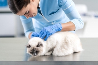 猫と暮らす家で『ノミ』を見つけたときの対処法4つ　室内飼いでも警戒すべき理由や駆除する方法