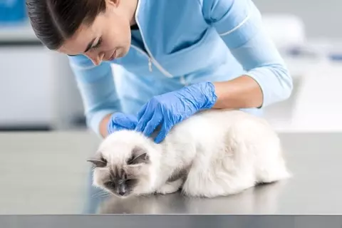 猫と暮らす家で『ノミ』を見つけたときの対処法4つ　室内飼いでも警戒すべき理由や駆除する方法