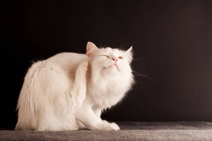 猫と暮らす家で『ノミ』を見つけたときの対処法4つ　室内飼いでも警戒すべき理由や駆除する方法