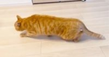 雷が鳴っていた日、『茶トラ猫の様子』を見たら…あまりにも尊い『歩き方』に「シャコタンすぎるｗ」「スローモーションかと思ったｗ」の声