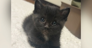 とっても小さくて『可愛らしかった黒猫』が成長した結果…衝撃のビフォーアフターに爆笑する人が続出「変身しすぎｗ」「破壊力が凄いｗ」