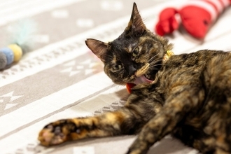 「よたよた歩き」の猫は、学生たちの人気者！　ふれあいながら学びと理解を深める場にも　米国