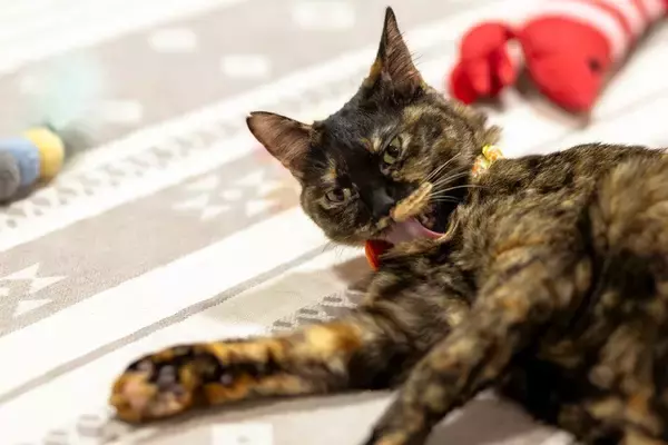 「よたよた歩き」の猫は、学生たちの人気者！　ふれあいながら学びと理解を深める場にも　米国